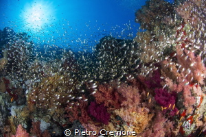 Healty reef at Ras Mohammed by Pietro Cremone 